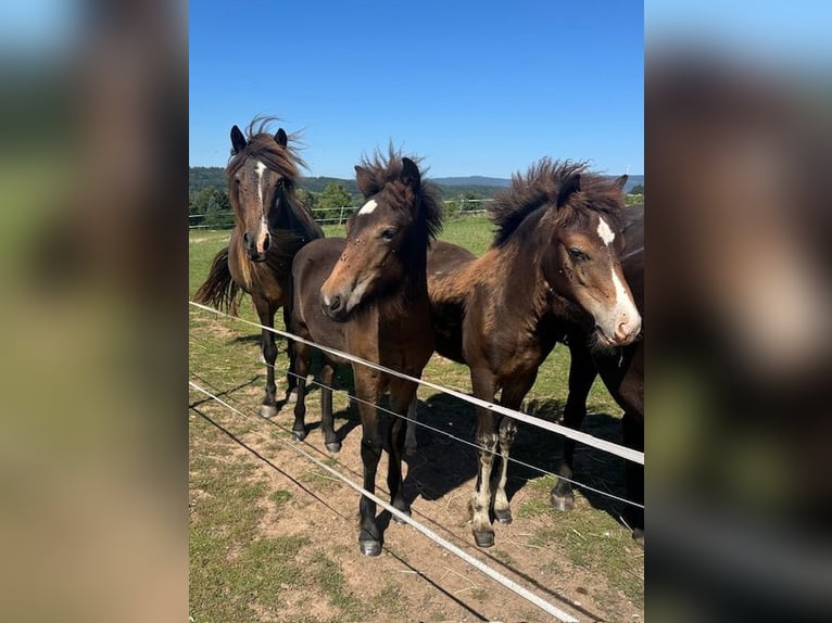 Caballos islandeses Yegua 1 año Castaño in Wadern