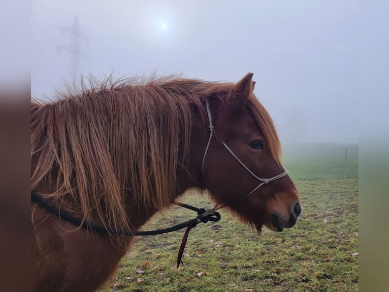 Caballos islandeses Yegua 20 años Alazán in Schlehdorf