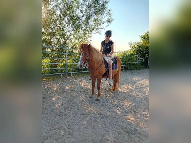 Caballos islandeses Yegua 21 años 140 cm in Kandel