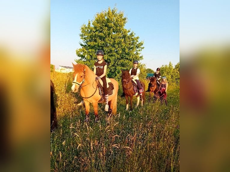 Caballos islandeses Yegua 21 años 140 cm in Kandel