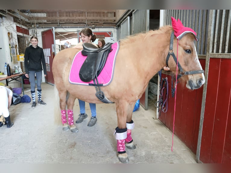 Caballos islandeses Yegua 21 años 140 cm in Kandel