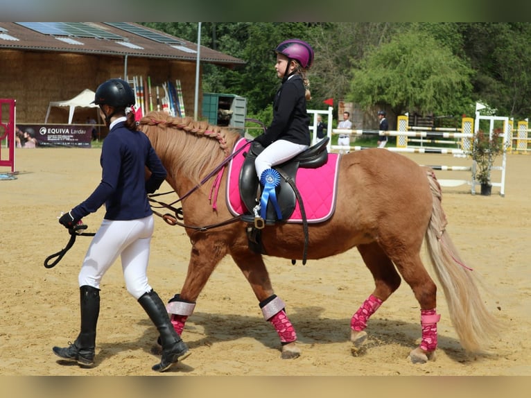 Caballos islandeses Yegua 21 años 140 cm in Kandel