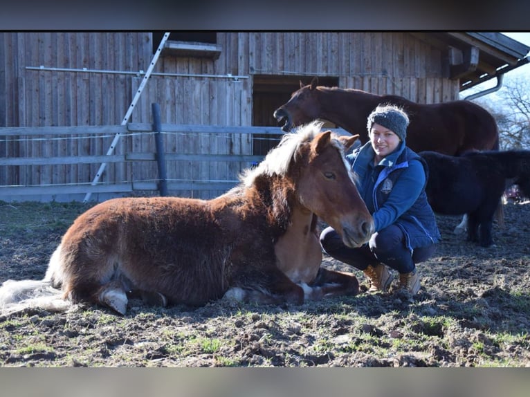 Caballos islandeses Mestizo Yegua 22 años 123 cm Alazán in Ried im Traunkreis