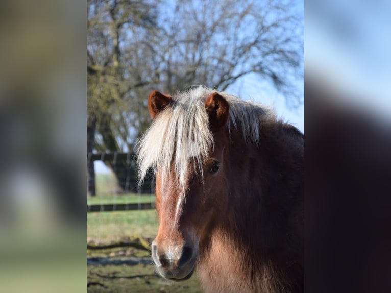 Caballos islandeses Mestizo Yegua 22 años 123 cm Alazán in Ried im Traunkreis