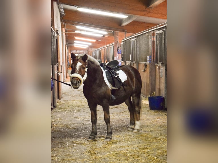 Caballos islandeses Mestizo Yegua 22 años 123 cm Alazán in Ried im Traunkreis