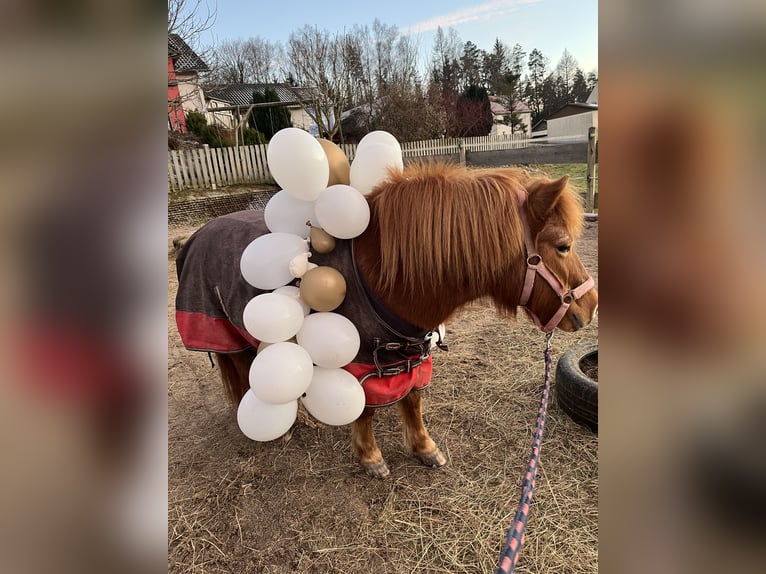 Caballos islandeses Mestizo Yegua 24 años 112 cm Alazán in Pullenreuth