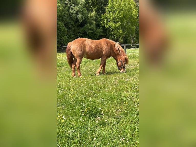 Caballos islandeses Mestizo Yegua 24 años 112 cm Alazán in Pullenreuth