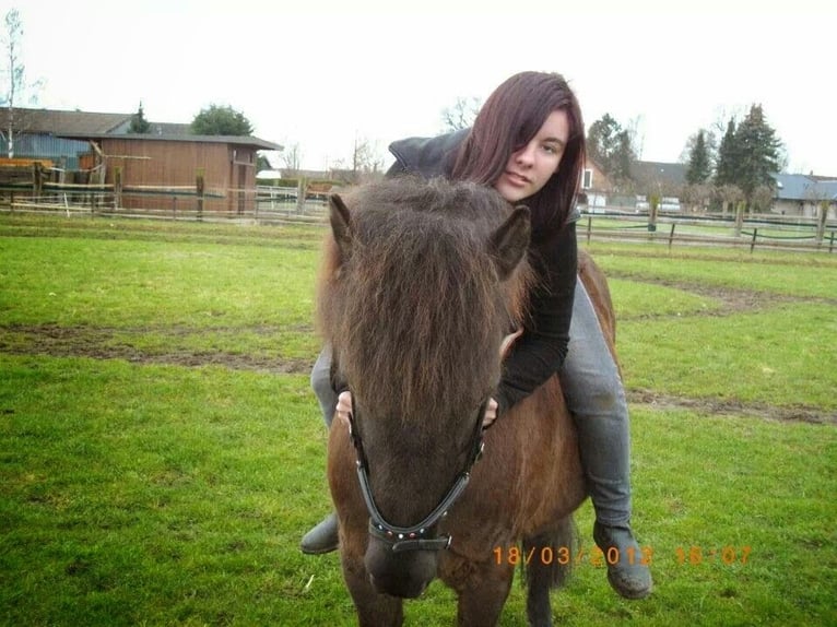 Caballos islandeses Yegua 24 años 136 cm Negro in Wedemark OT Abbensen