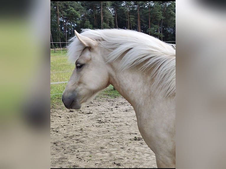 Caballos islandeses Yegua 2 años 130 cm Palomino in NetphenNetphen