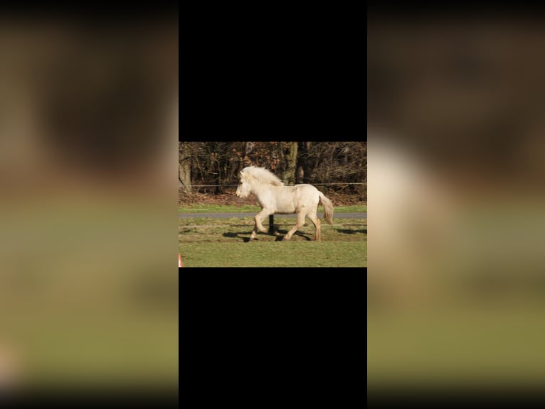 Caballos islandeses Yegua 2 años 130 cm Palomino in NetphenNetphen