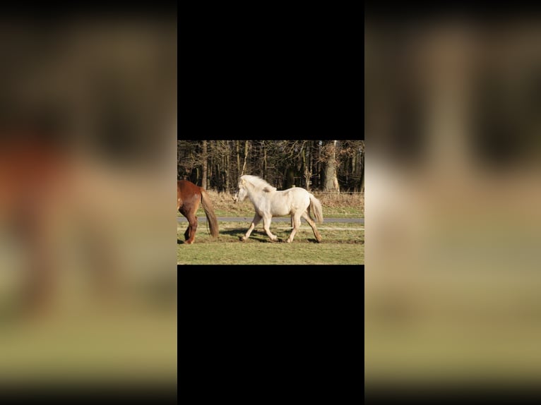 Caballos islandeses Yegua 2 años 130 cm Palomino in NetphenNetphen