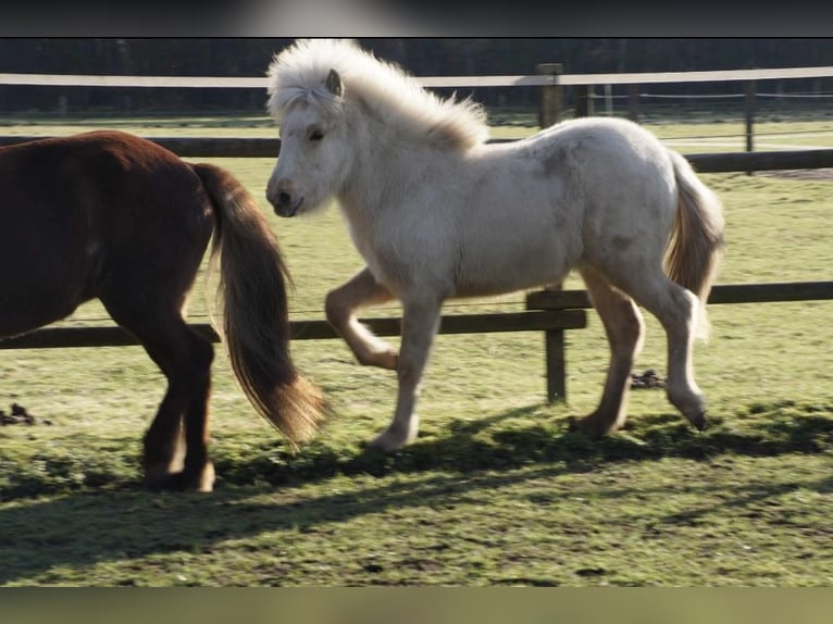 Caballos islandeses Yegua 2 años 130 cm Palomino in NetphenNetphen