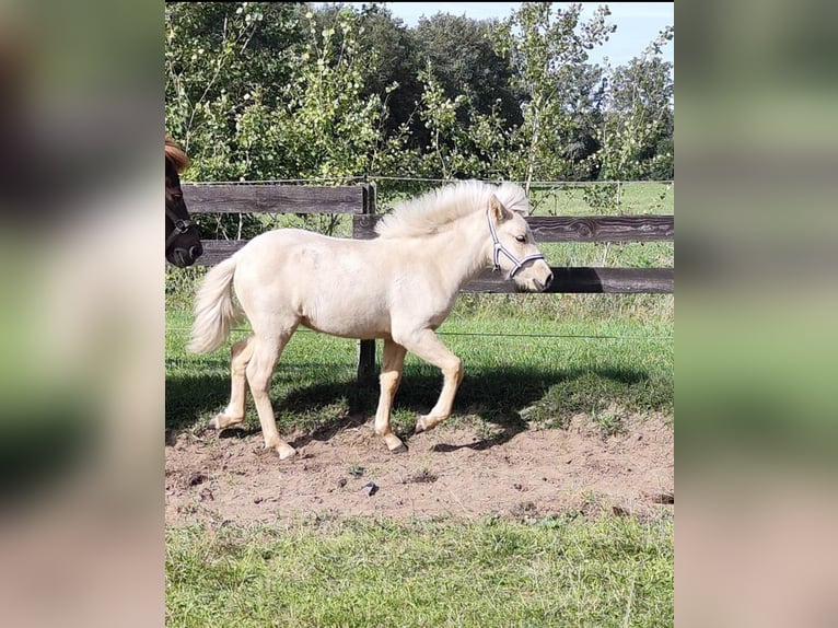 Caballos islandeses Yegua 2 años 130 cm Palomino in NetphenNetphen