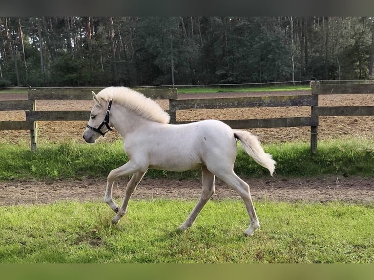 Caballos islandeses Yegua 2 años 130 cm Palomino in NetphenNetphen