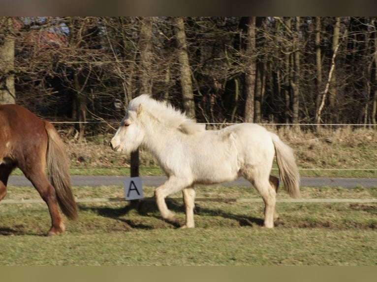 Caballos islandeses Yegua 2 años 130 cm Palomino in NetphenNetphen