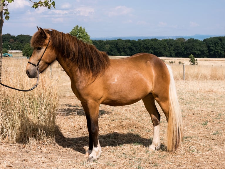 Caballos islandeses Yegua 2 años 136 cm Pío in Ober-Mörlen
