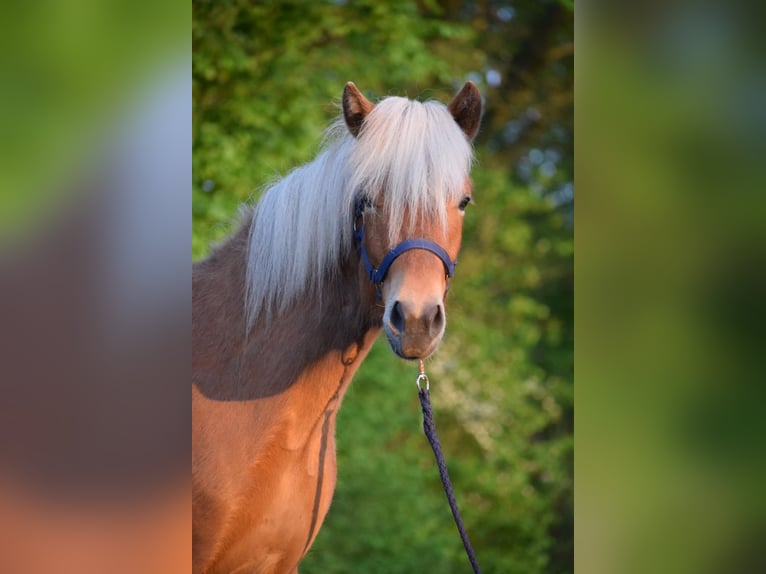 Caballos islandeses Yegua 2 años 139 cm Alazán in Blunk