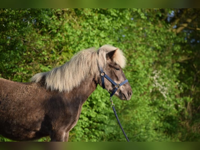 Caballos islandeses Yegua 2 años 139 cm in Blunk