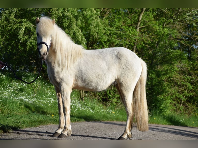 Caballos islandeses Yegua 2 años 139 cm in Blunk