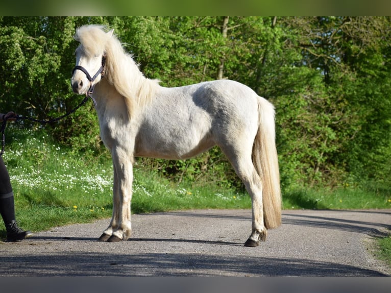 Caballos islandeses Yegua 2 años 139 cm in Blunk