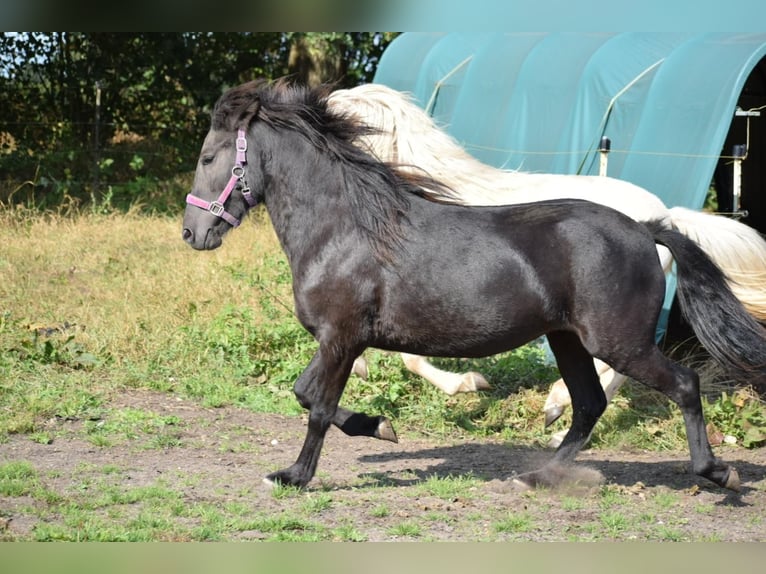 Caballos islandeses Yegua 2 años 139 cm Negro in Bunk