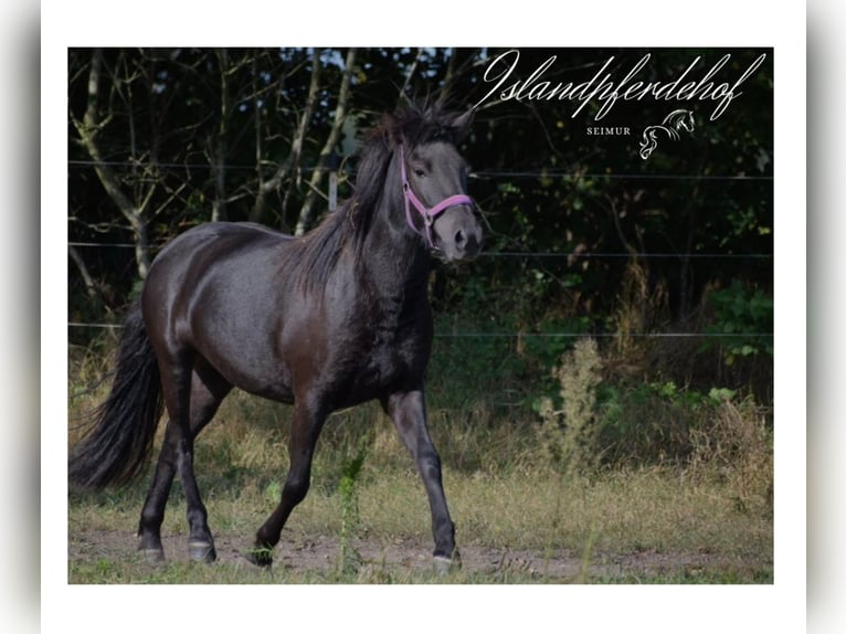 Caballos islandeses Yegua 2 años 139 cm Negro in Bunk