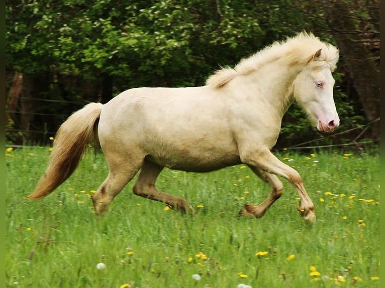 Caballos islandeses Yegua 2 años 140 cm Cremello in Saarland