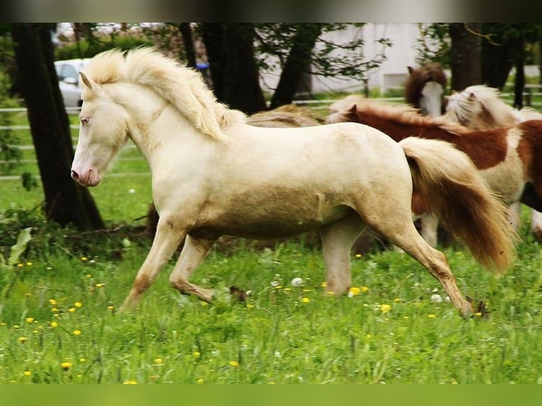 Caballos islandeses Yegua 2 años 140 cm Cremello in Saarland