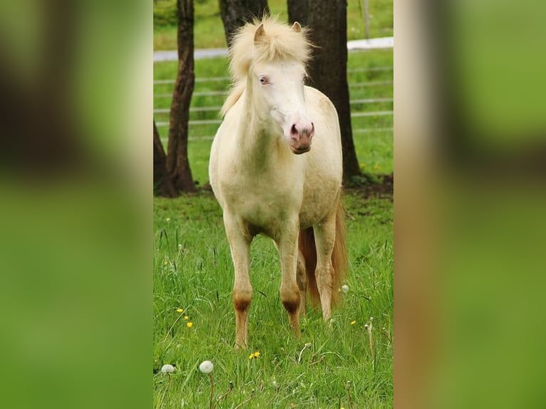 Caballos islandeses Yegua 2 años 140 cm Cremello in Saarland