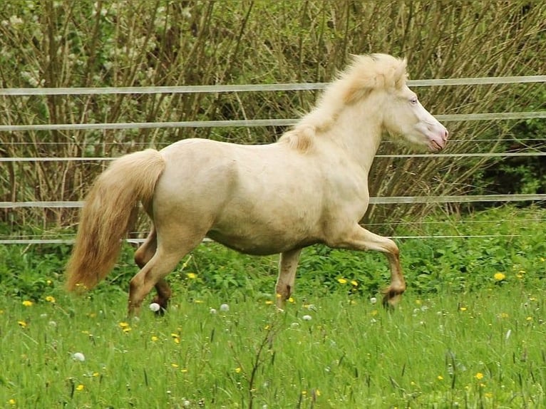 Caballos islandeses Yegua 2 años 140 cm Cremello in Saarland