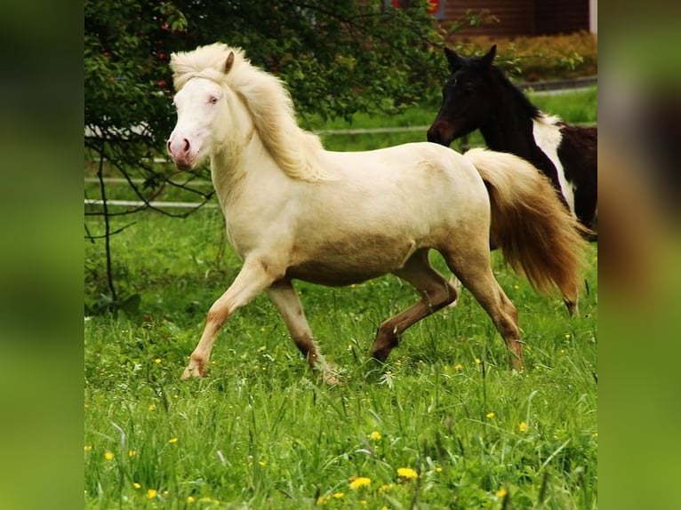 Caballos islandeses Yegua 2 años 140 cm Cremello in Saarland