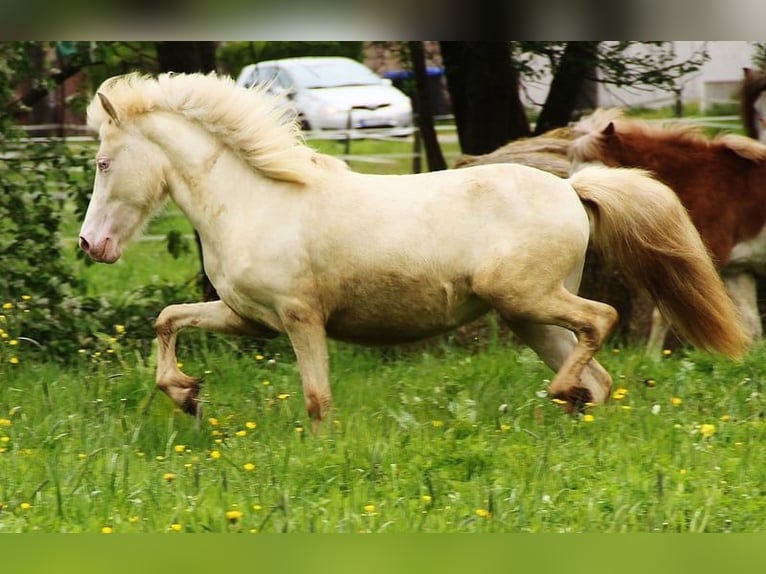 Caballos islandeses Yegua 2 años 140 cm Cremello in Saarland