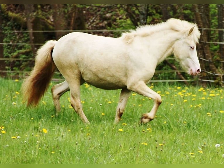 Caballos islandeses Yegua 2 años 140 cm Cremello in Saarland