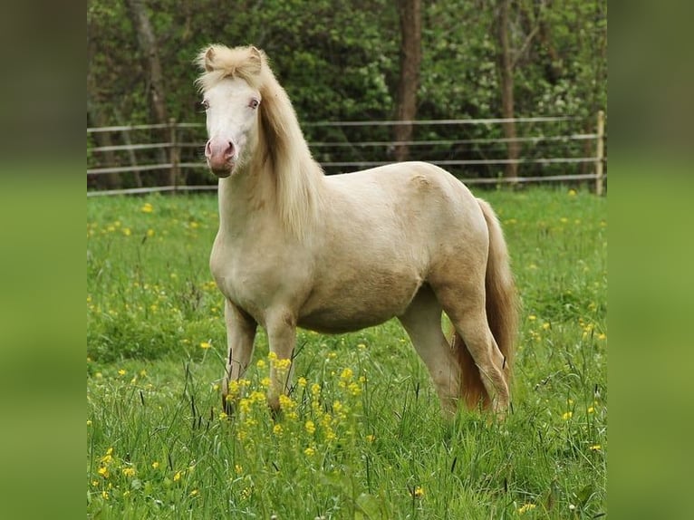 Caballos islandeses Yegua 2 años 140 cm Cremello in Saarland