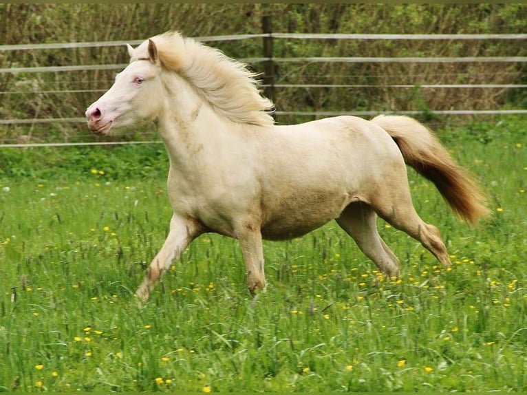 Caballos islandeses Yegua 2 años 140 cm Cremello in Saarland