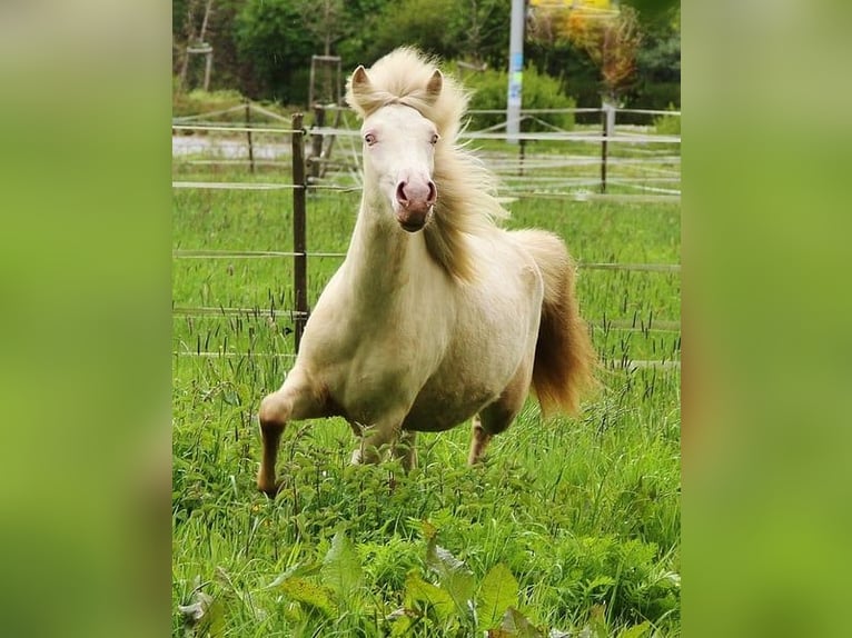 Caballos islandeses Yegua 2 años 140 cm Cremello in Saarland