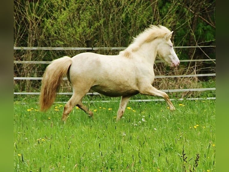 Caballos islandeses Yegua 2 años 140 cm Cremello in Saarland