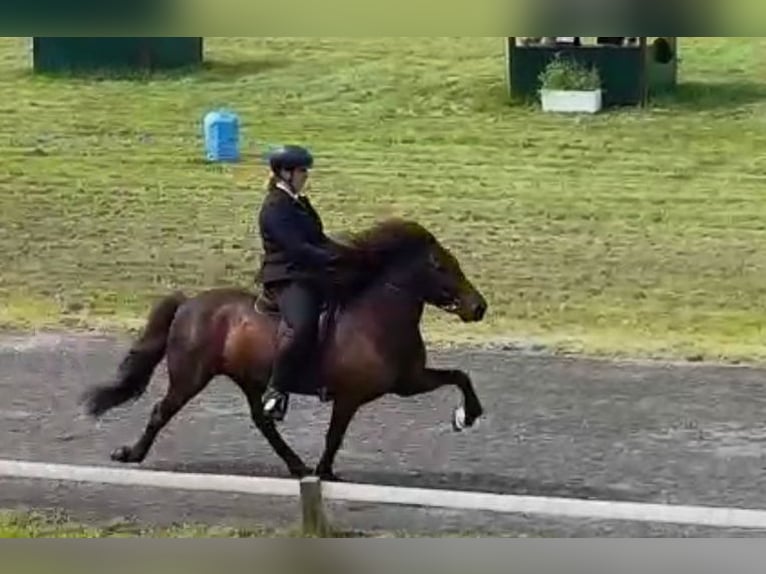 Caballos islandeses Yegua 2 años 140 cm Palomino in Montabaur