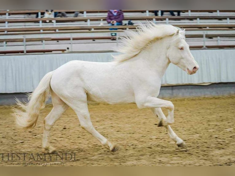 Caballos islandeses Yegua 2 años 140 cm Palomino in Montabaur