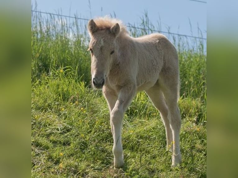 Caballos islandeses Yegua 2 años 140 cm Palomino in Montabaur