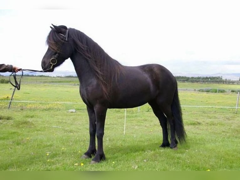 Caballos islandeses Yegua 2 años 140 cm Palomino in Montabaur