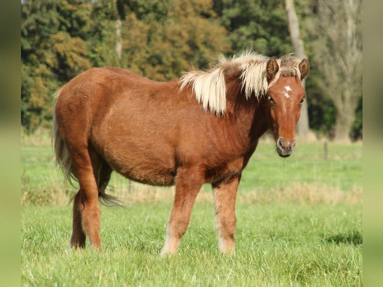 Caballos islandeses Yegua 2 años 140 cm Perla in Südlohn