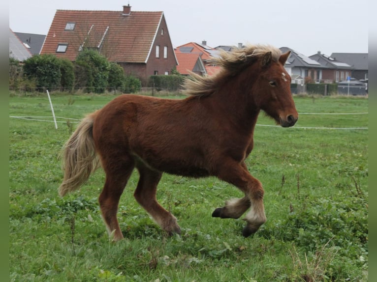 Caballos islandeses Yegua 2 años 140 cm Perla in Südlohn