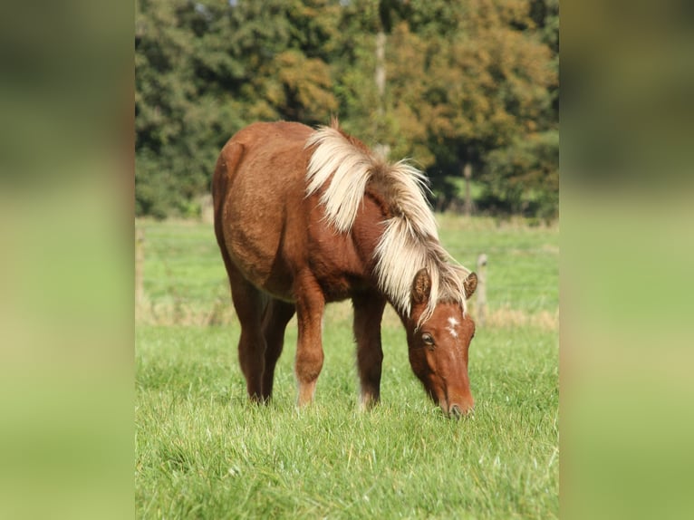 Caballos islandeses Yegua 2 años 140 cm Perla in Südlohn