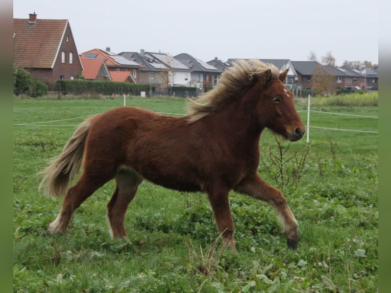 Caballos islandeses Yegua 2 años 140 cm Perla in Südlohn