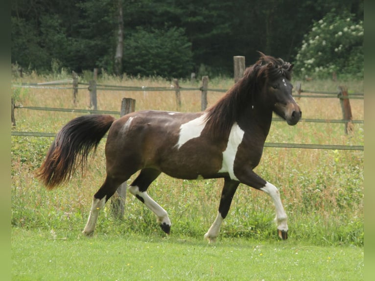 Caballos islandeses Yegua 2 años 140 cm Pío in Südlohn