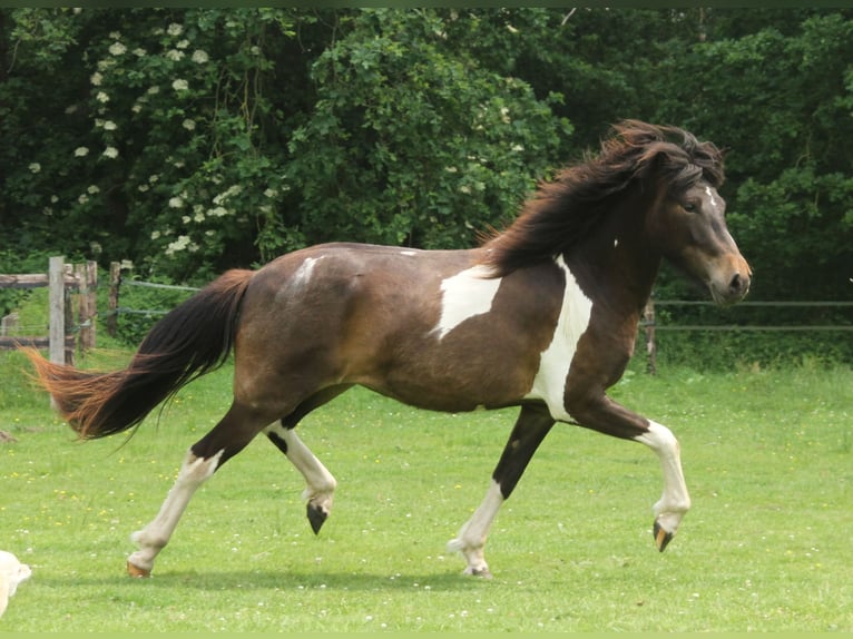 Caballos islandeses Yegua 2 años 140 cm Pío in Südlohn