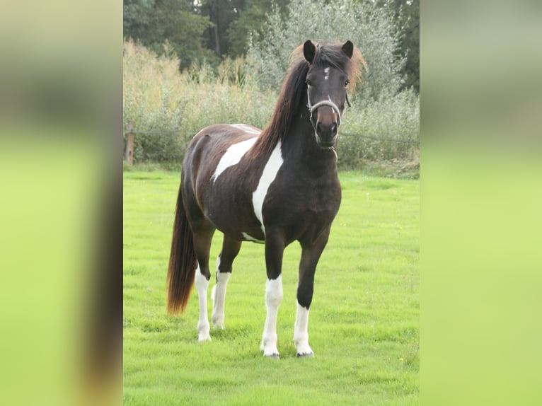 Caballos islandeses Yegua 2 años 140 cm Pío in Winterswijk Kotten