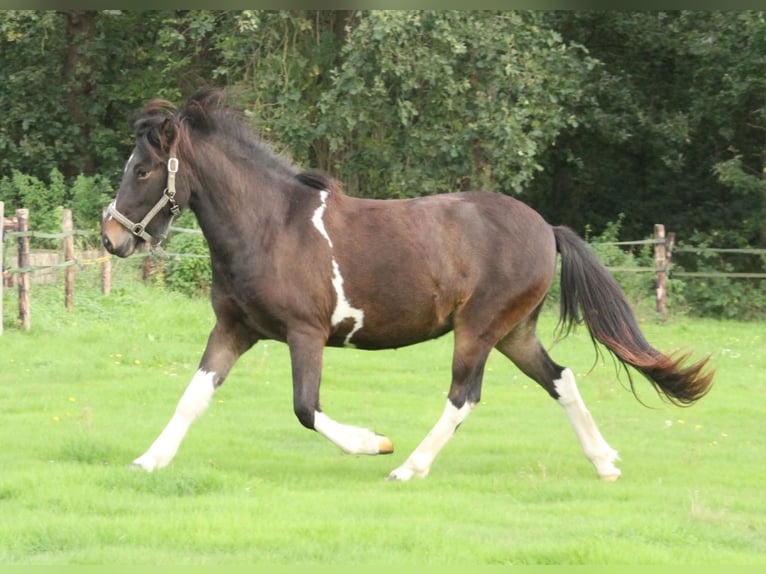 Caballos islandeses Yegua 2 años 140 cm Pío in Winterswijk Kotten