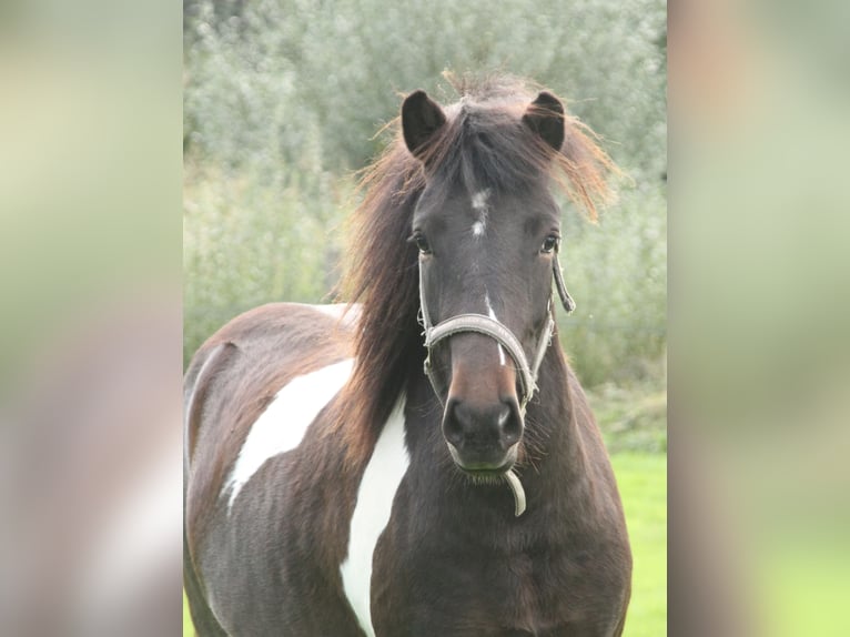 Caballos islandeses Yegua 2 años 140 cm Pío in Winterswijk Kotten